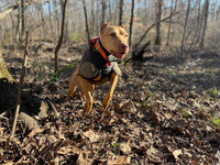 Catch Dog Vests