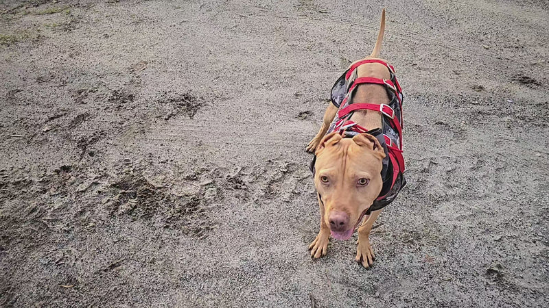 Load and play video in Gallery viewer, Elite Catch Vest PRO- Attached Collar Extreme Protection