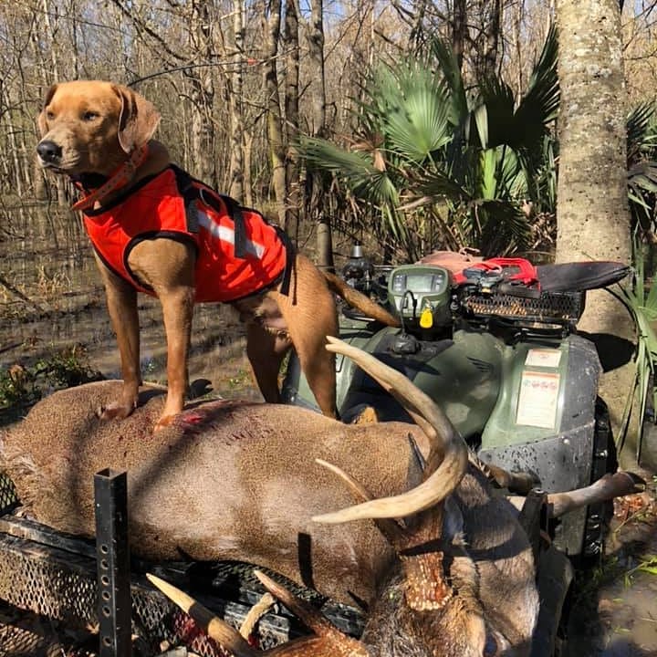 Load image into Gallery viewer, Armored Dog Tracking Dawg Vest - Southern Cross Cut Gear
