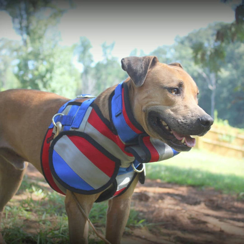 Load image into Gallery viewer, Aussie Style Pro Plate- Attached Collar Seatbelt - Southern Cross Cut Gear