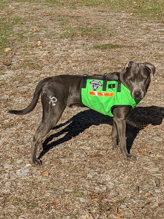 Custom Armored Dog Tracking Dawg Vest - Southern Cross Cut Gear