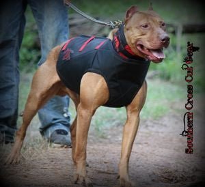 Dirty Dawg Catch Vest- Collar Separate Ballistics/Felt - Southern Cross Cut Gear