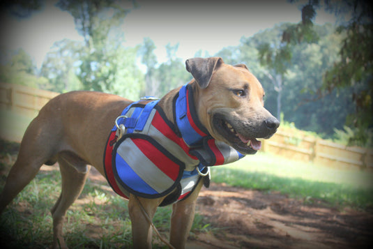 Southern Cross Aussie Style Pro Plate