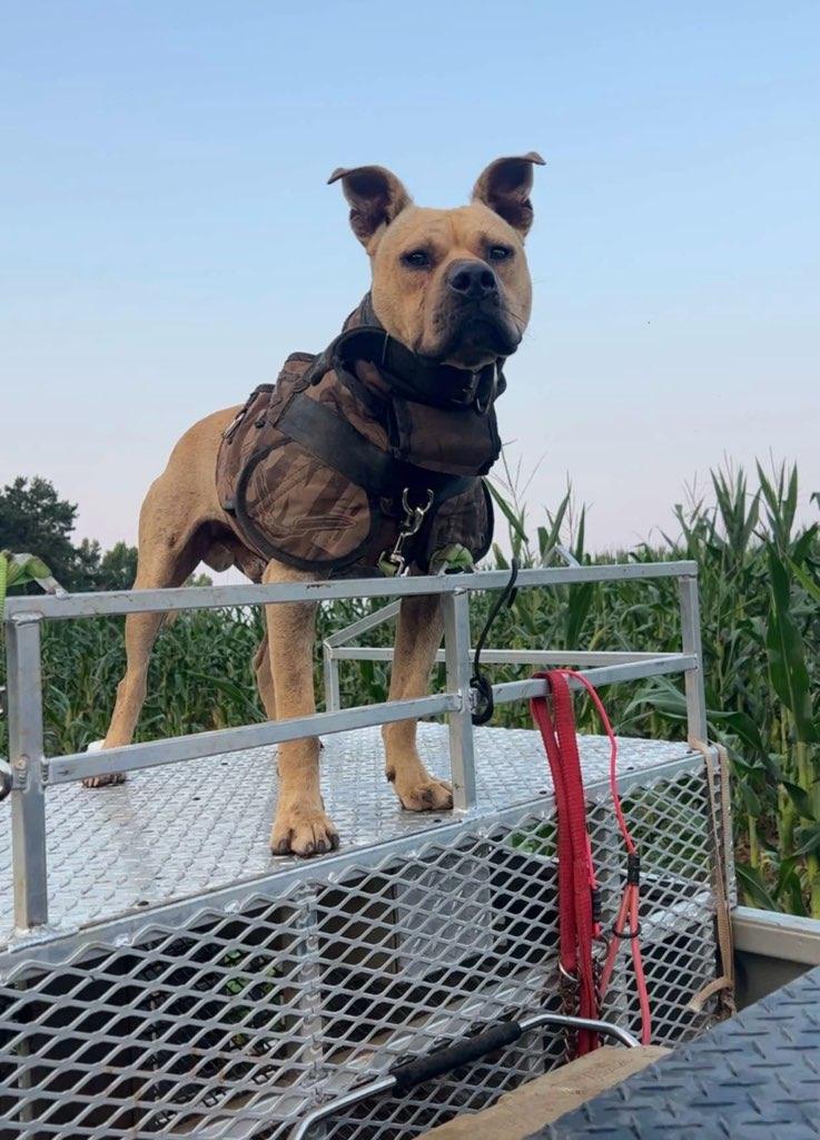 Load image into Gallery viewer, BnB Limited Edition Spec-Ops Catch Vest PRO™ - Southern Cross Cut Gear
