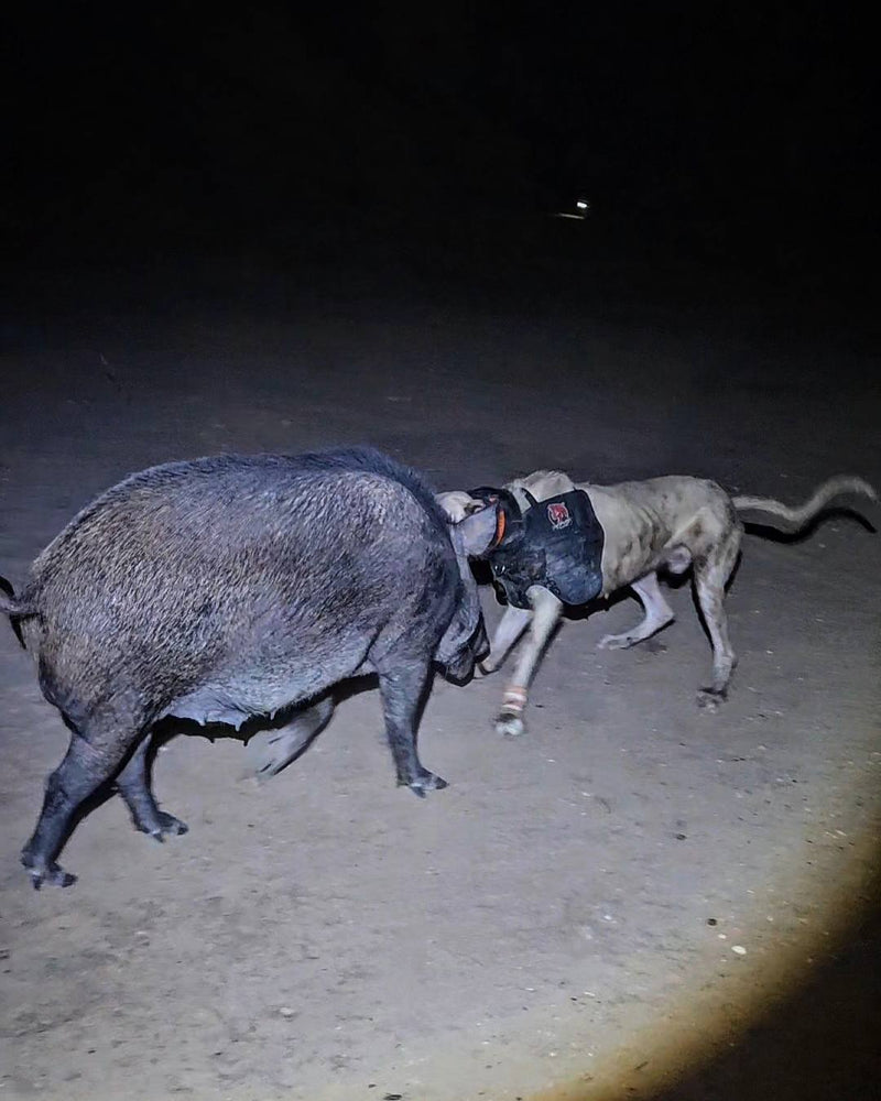 Load image into Gallery viewer, Boar Buster PRO Vest (Plate) – Attached Collar, Extreme Mobility Hog Dog Vest - Southern Cross Cut Gear
