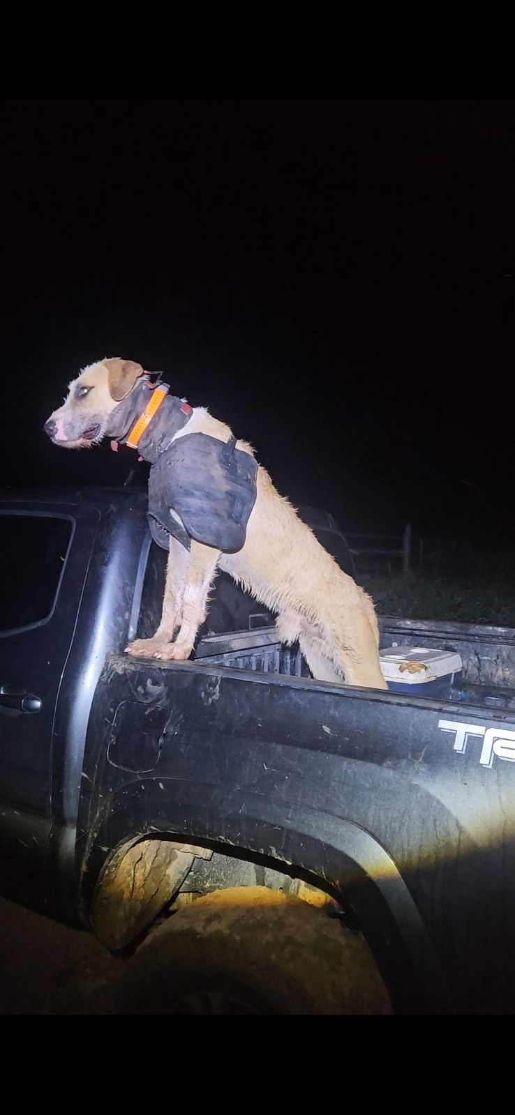 Load image into Gallery viewer, Boar Buster PRO Vest (Plate) – Attached Collar, Extreme Mobility Hog Dog Vest - Southern Cross Cut Gear
